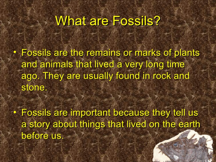 What are fossils? - 4th Grade